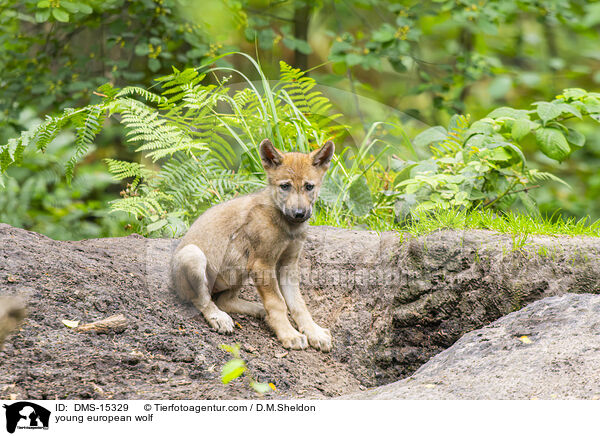 junger Europischer Wolf / young european wolf / DMS-15329