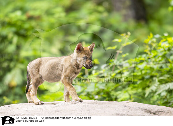 junger Europischer Wolf / young european wolf / DMS-15333