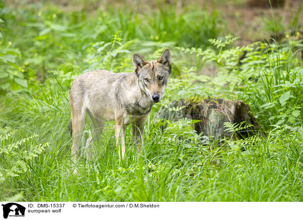 Europischer Wolf / european wolf / DMS-15337
