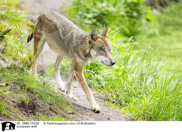 Europischer Wolf / european wolf / DMS-15338