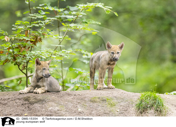 junger Europischer Wolf / young european wolf / DMS-15354
