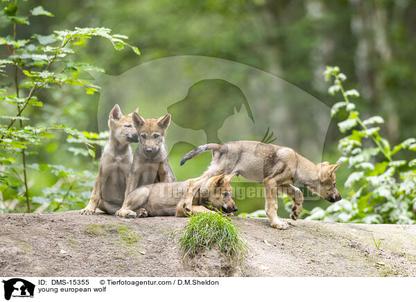junger Europischer Wolf / young european wolf / DMS-15355