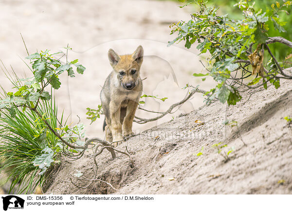 junger Europischer Wolf / young european wolf / DMS-15356