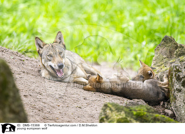 junger Europischer Wolf / young european wolf / DMS-15368