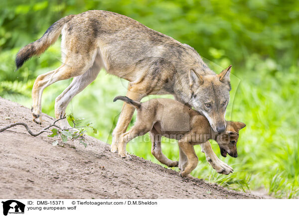 junger Europischer Wolf / young european wolf / DMS-15371