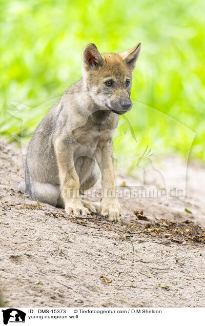 junger Europischer Wolf / young european wolf / DMS-15373