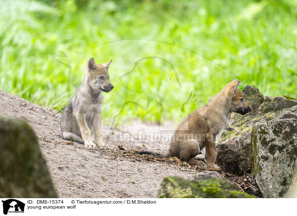 junger Europischer Wolf / young european wolf / DMS-15374
