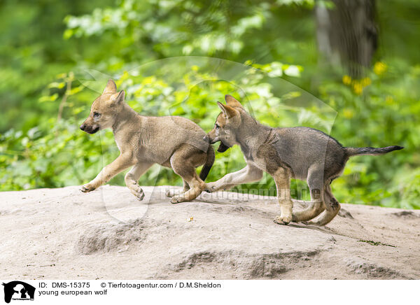 junger Europischer Wolf / young european wolf / DMS-15375