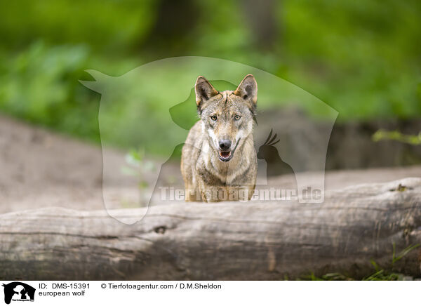 Europischer Wolf / european wolf / DMS-15391