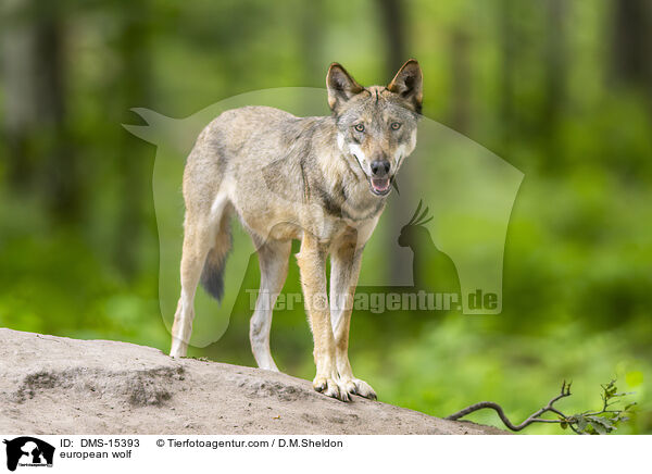 Europischer Wolf / european wolf / DMS-15393