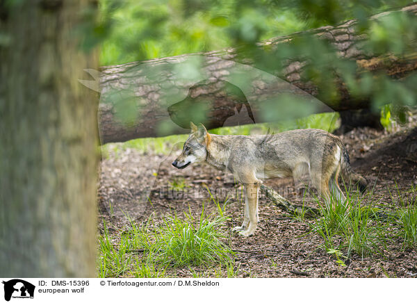 Europischer Wolf / european wolf / DMS-15396