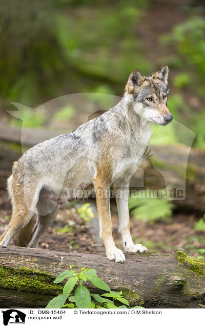 Europischer Wolf / european wolf / DMS-15464