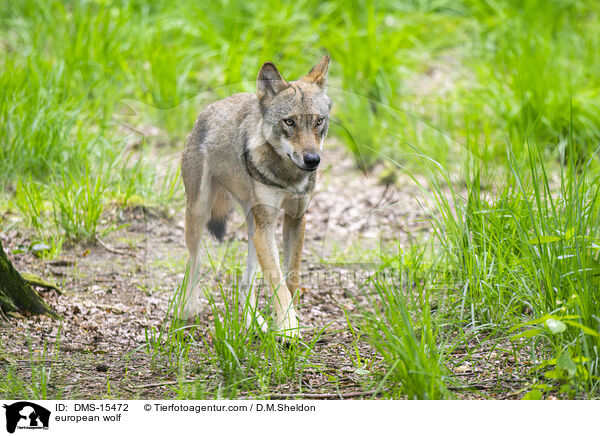 Europischer Wolf / european wolf / DMS-15472