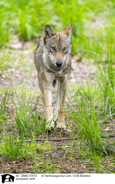 Europischer Wolf / european wolf / DMS-15473