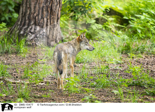 Europischer Wolf / european wolf / DMS-15477