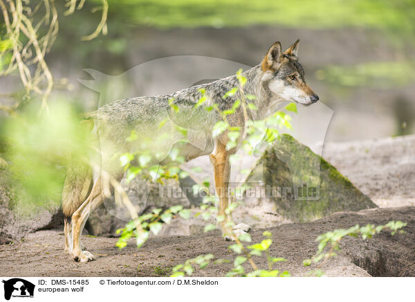 Europischer Wolf / european wolf / DMS-15485