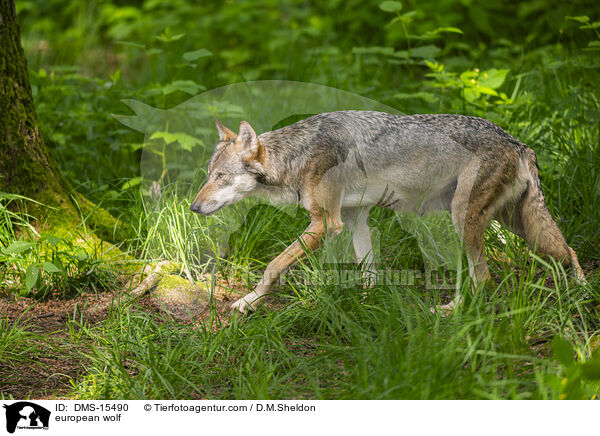 Europischer Wolf / european wolf / DMS-15490
