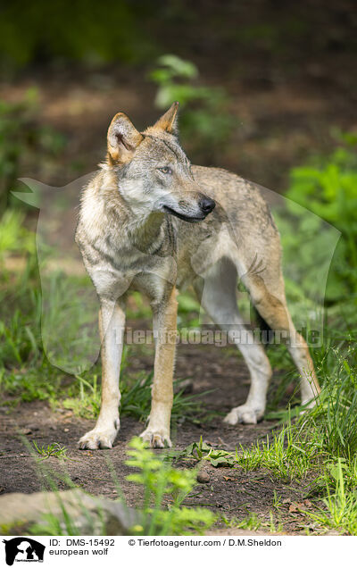Europischer Wolf / european wolf / DMS-15492
