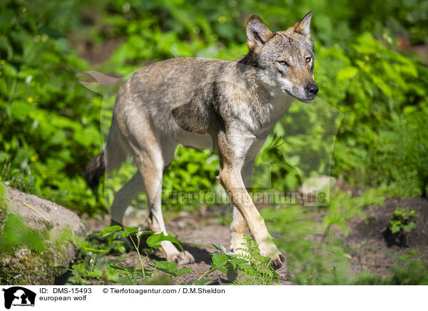 Europischer Wolf / european wolf / DMS-15493