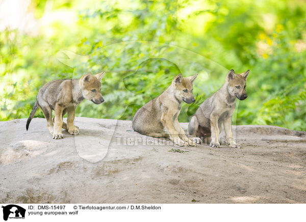junger Europischer Wolf / young european wolf / DMS-15497