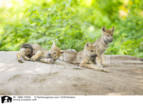 junger Europischer Wolf / young european wolf / DMS-15500