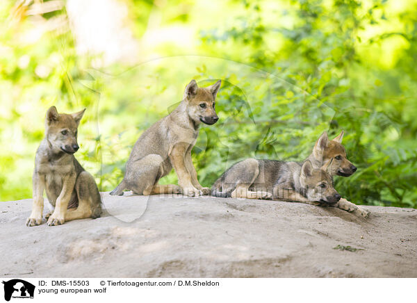 junger Europischer Wolf / young european wolf / DMS-15503