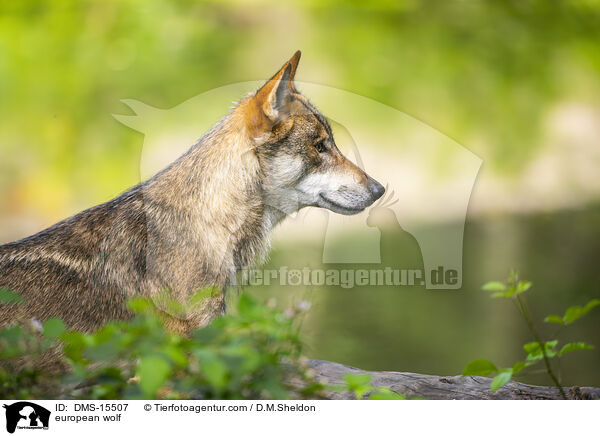 Europischer Wolf / european wolf / DMS-15507