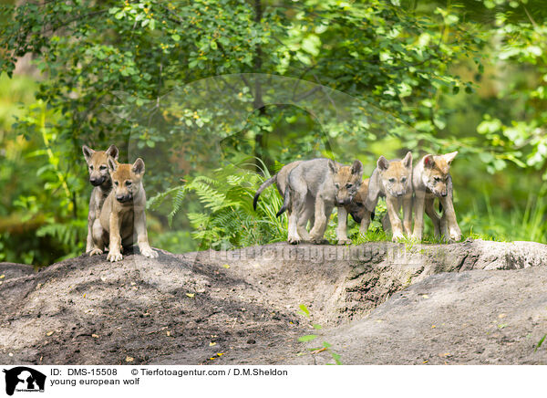 junger Europischer Wolf / young european wolf / DMS-15508