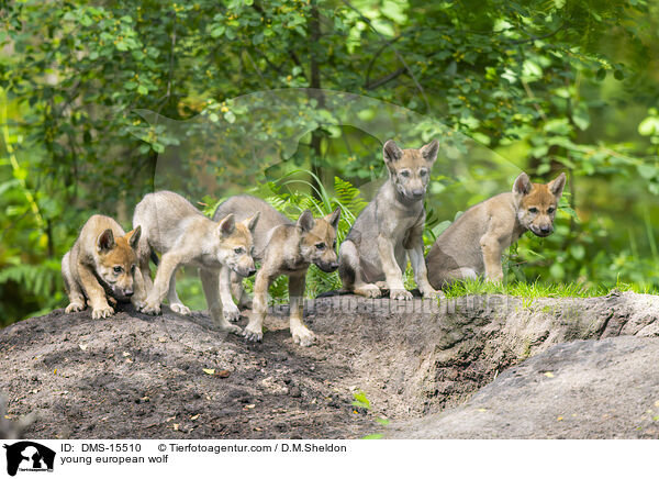 junger Europischer Wolf / young european wolf / DMS-15510