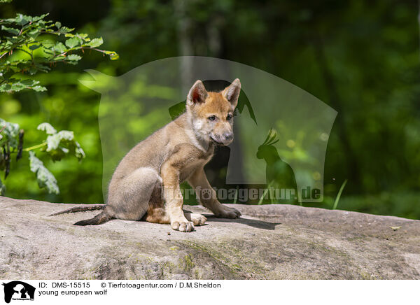 junger Europischer Wolf / young european wolf / DMS-15515
