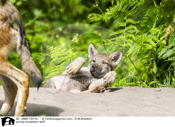 junger Europischer Wolf / young european wolf / DMS-15516