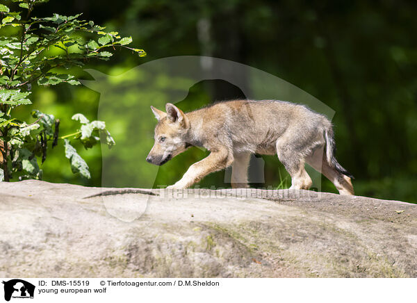 junger Europischer Wolf / young european wolf / DMS-15519