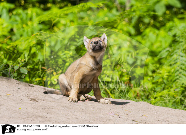 junger Europischer Wolf / young european wolf / DMS-15520