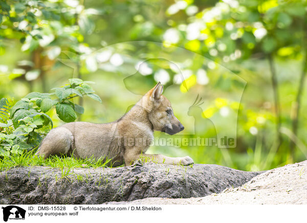 junger Europischer Wolf / young european wolf / DMS-15528