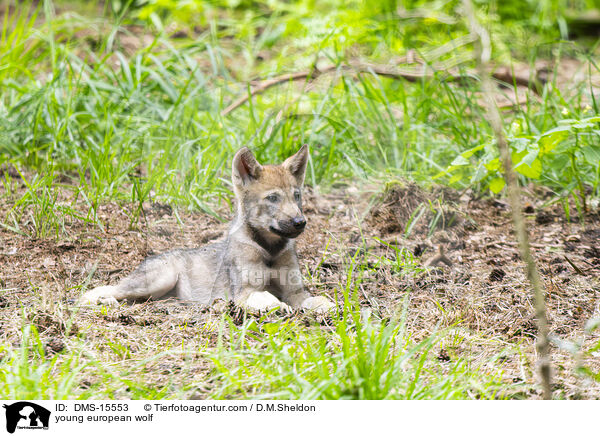 junger Europischer Wolf / young european wolf / DMS-15553