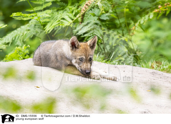 junger Europischer Wolf / young european wolf / DMS-15556