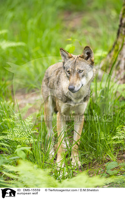 Europischer Wolf / european wolf / DMS-15559