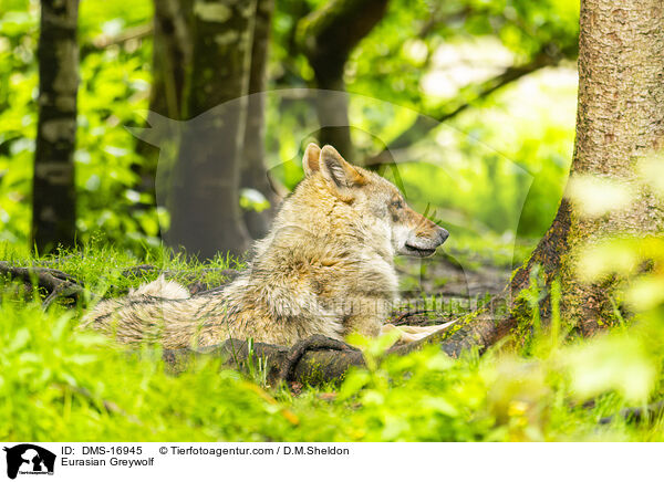 Eurasischer Wolf / Eurasian Greywolf / DMS-16945