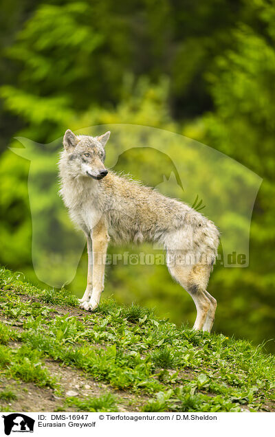 Eurasischer Wolf / Eurasian Greywolf / DMS-16947