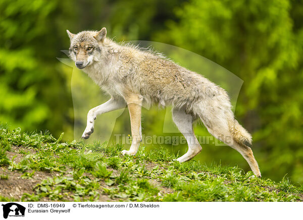 Eurasischer Wolf / Eurasian Greywolf / DMS-16949