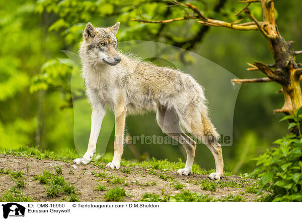 Eurasischer Wolf / Eurasian Greywolf / DMS-16950