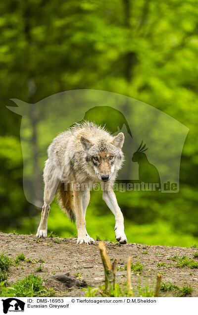 Eurasischer Wolf / Eurasian Greywolf / DMS-16953