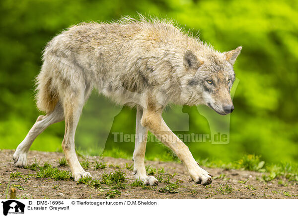 Eurasischer Wolf / Eurasian Greywolf / DMS-16954