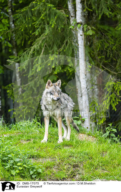 Eurasischer Wolf / Eurasian Greywolf / DMS-17075