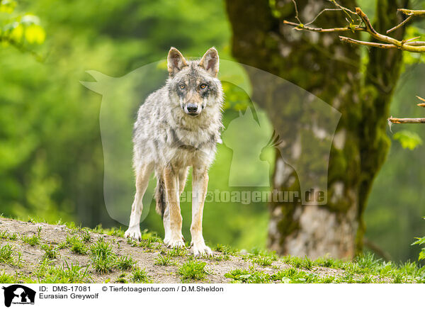Eurasischer Wolf / Eurasian Greywolf / DMS-17081