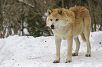 standing European wolf