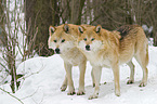 European wolfs