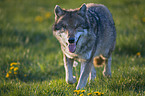 walking European wolf