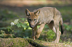 walking European wolf cub
