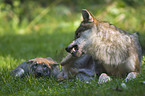 European wolfs